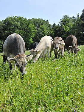 Tiere grasend auf der Weide