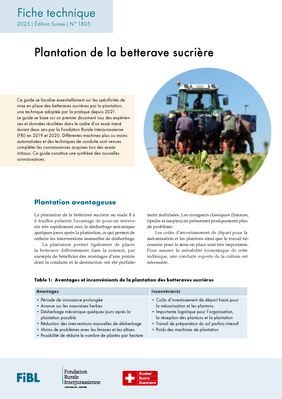 Plantation de la betterave sucrière.
