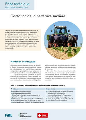 Plantation de la betterave sucrière