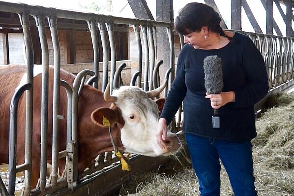 A woman holding a microphone in the stables next to a cow.