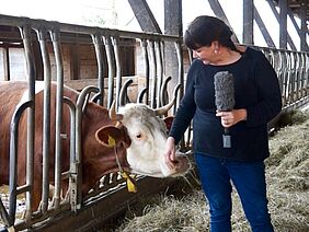A woman holding a microphone in the stables next to a cow.