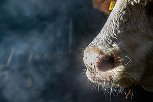 Cover image "Cows and climate"