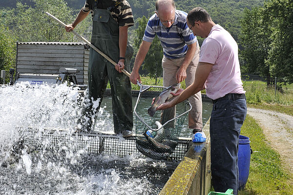 Mitarbeiter, Berater und Betriebsleiter an einem Fischzuchtbecken