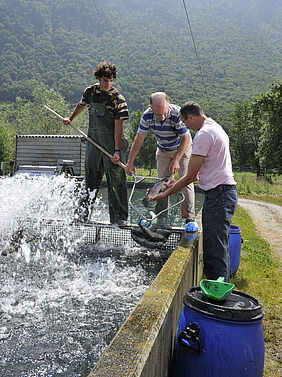 Mitarbeiter, Berater und Betriebsleiter an einem Fischzuchtbecken