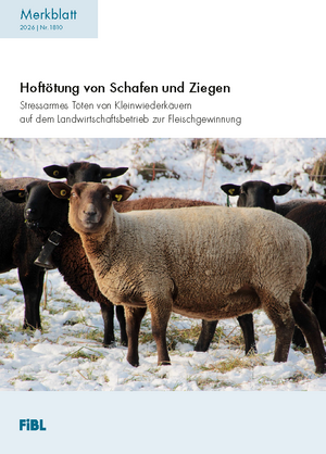 Hoftötung von Schafen und Ziegen