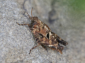 Two-spotted Groundhopper