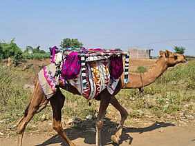 Ein beladenes Kamel.