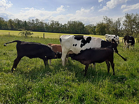 Une vache nourrice avec trois veaux qui tètent simultanément son pis.