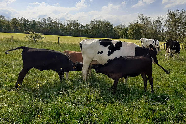 Une vache nourrice avec trois veaux qui tètent simultanément son pis.