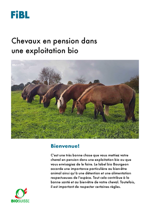 Chevaux en pension dans une exploitation bio