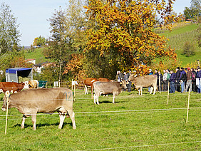 Wiese mit einigen Kühen, im Hintergrund eine Menschengruppe.