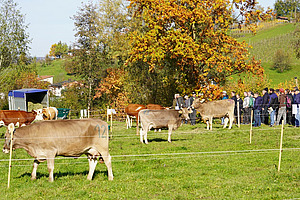 Wiese mit einigen Kühen, im Hintergrund eine Menschengruppe.