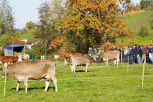 Wiese mit einigen Kühen, im Hintergrund eine Menschengruppe.