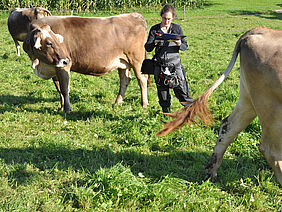 A person standing between the cattle.