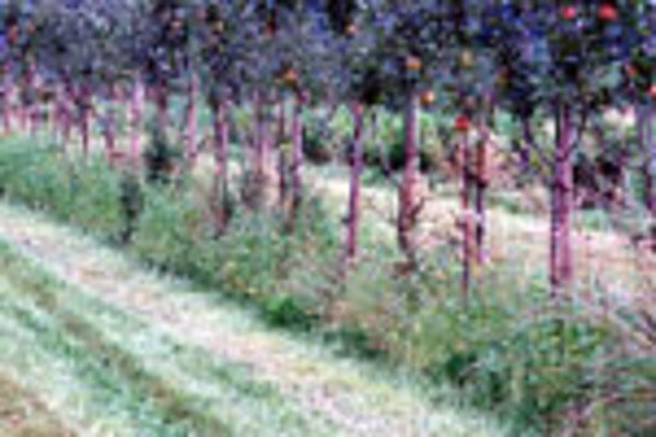 Apfelplantage