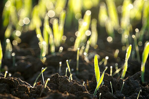 A field with a growing crop