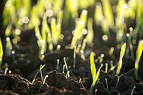 A field with a growing crop