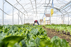 An interior view of a greenhouse containing plants, with a farmer harvesting crops in the background.