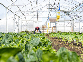 Vue intérieure d'une serre plantée, avec un agriculteur en train de récolter à l'arrière-plan.