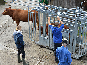 Ein Rind ist im Behandlungsstand, eines steht davor. Zwei Männer in Arbeitskleidung beobachten die Szene, ein dritter bedient einen Metallhebel am Behandlungsstand. Das Foto ist aus leicht erhöhter Position aufgenommen.