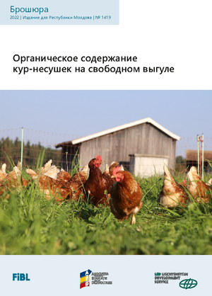 Organicheskoye soderzhaniye kur-nesushek na svobodnom vygule