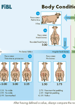 Body Condition Scoring