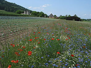 Buntbrache in der Nachbarschaft eines Bio-Kohlfelds