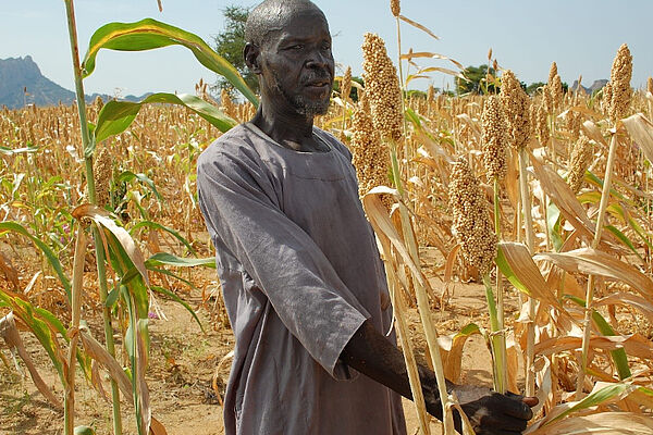 A farmer in a sorghum field.