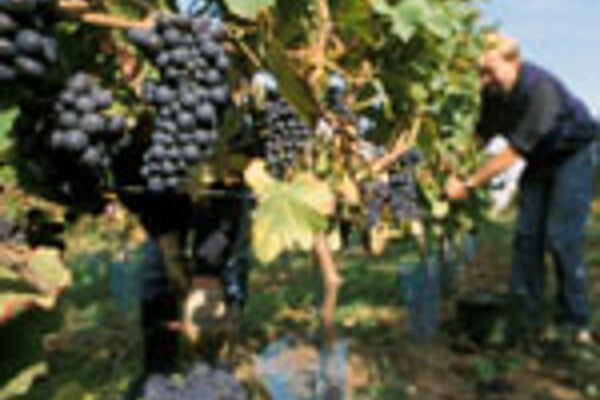 Weinreben