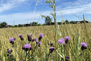Pflanzen mit violetten Blüten im Vordergrund, Getreidefeld im Hintergrund. 