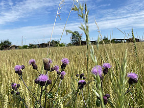 Plantes aux fleurs violettes au premier plan, champ de céréales à l'arrière-plan.