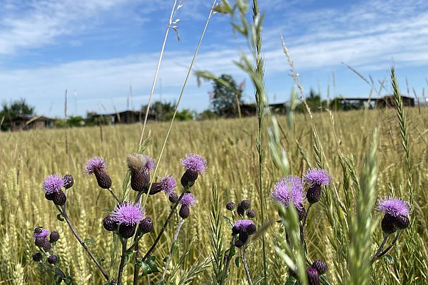 Plants with purple flowers in the foreground, grain field in the background. 