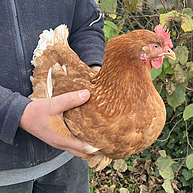 Ein braunes Huhn ist gross im Bild. Es wird von zwei Händen gehalten. Die Position und Haltung des Huhns sind entspannt aus. Der haltende Mensch trägt einen dunkelblauen Arbeits-Fleecepullover.