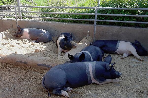 Wühlbereich mit Schweinen