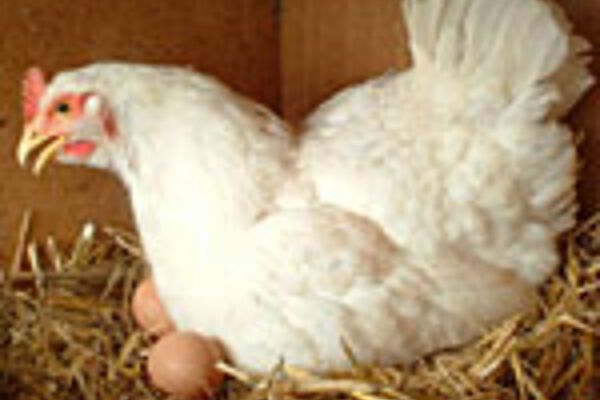 Legehenne im Nest mit Eiern