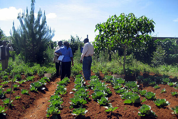 Kenya: rotations culturales maïs-légumes