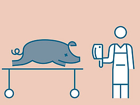 Séquence filmée montrant un cochon et une personne tenant un couteau à la main.