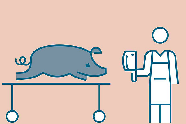 Séquence filmée montrant un cochon et une personne tenant un couteau à la main.