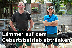 Filmstill mit einem Mann, einer Frau und Schafen.