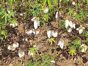 Cotton plants close-up