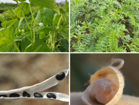 Trockenbohnen und Kichererbsen als Pflanze mit Blüte und als Samen