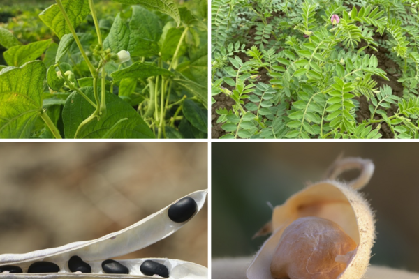 Trockenbohnen und Kichererbsen als Pflanze mit Blüte und als Samen