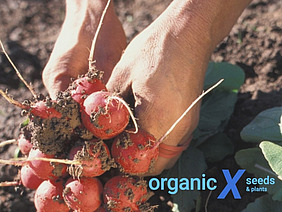 Radieschen in einer Hand