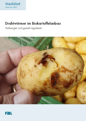 Drahtwürmer im Biokartoffelanbau