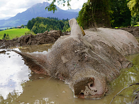 Ein Schwein, das mit geschlossenen Augen in einer Suhle liegt.