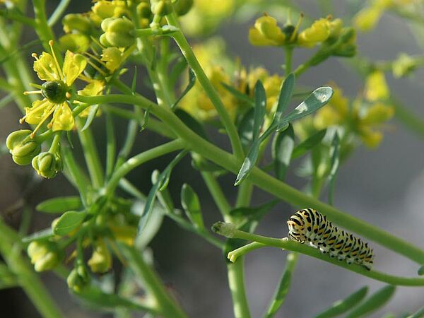 Raupe, Foto: Charlotte Fischer