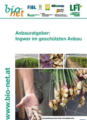 Anbauratgeber: Ingwer im geschützten Anbau