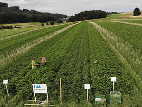 Kartoffelanbau in Streifen