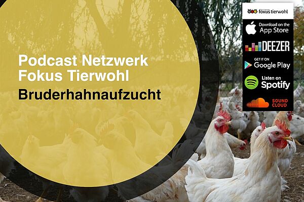 Podcast Bruderhahnaufzucht