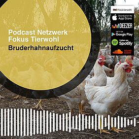 Podcast Bruderhahnaufzucht